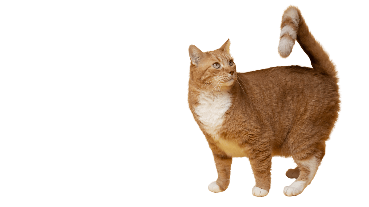 From Summer Fun to Fall Wellness: The Health Check Your Pet Needs
